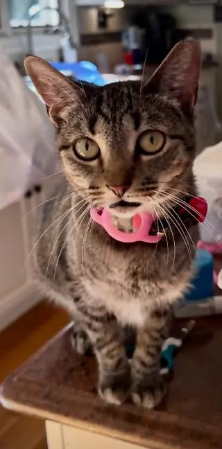Phoebe