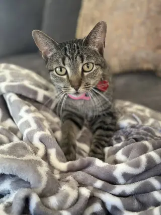 Phoebe