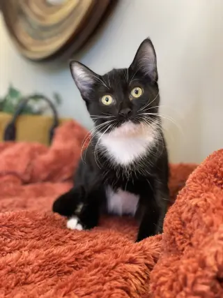 Puffin