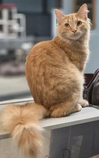Cornelius