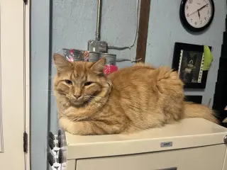 Cornelius