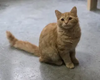 Cornelius