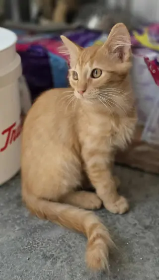 Cornelius