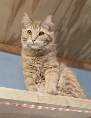 Cornelius