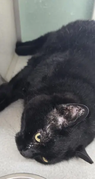 Mama