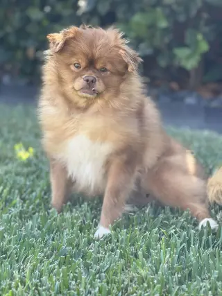 Sandie