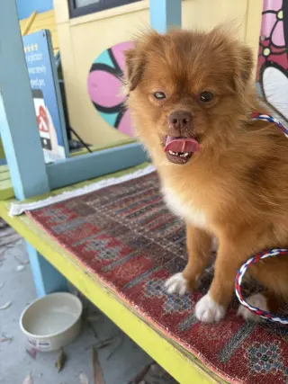Sandie
