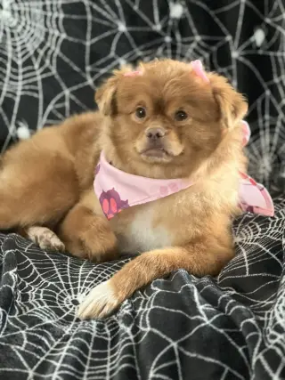 Sandie