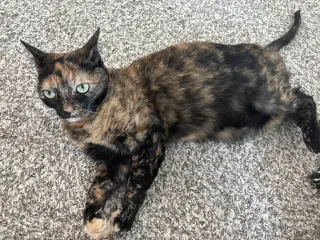 Molly-Sue