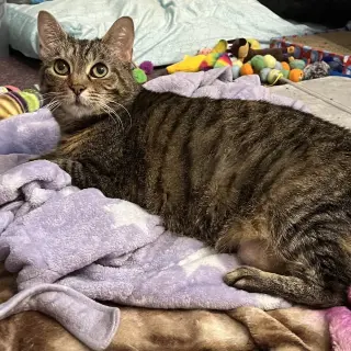 Princess