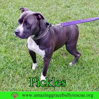 Pickles