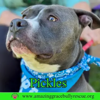 Pickles