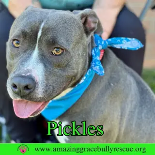 Pickles
