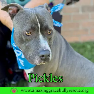 Pickles