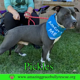 Pickles