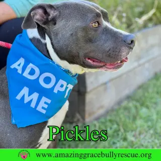 Pickles