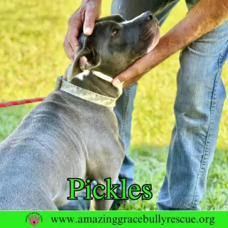 Pickles