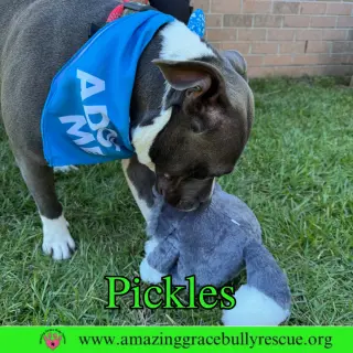 Pickles