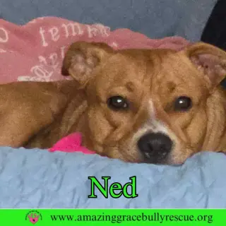 Ned