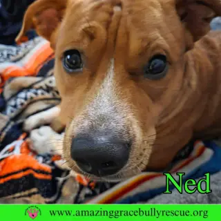 Ned