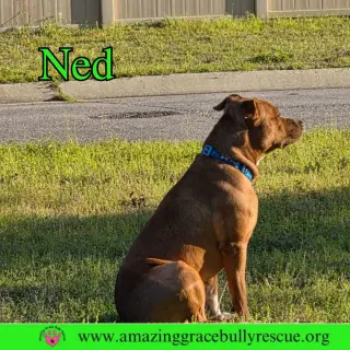 Ned