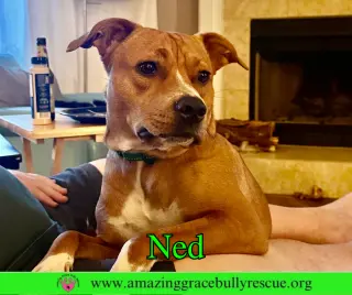 Ned