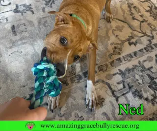 Ned