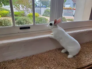 Bisou