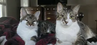 Wanda (bonded to Waylon)
