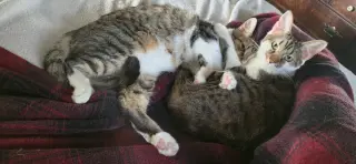Wanda (bonded to Waylon)