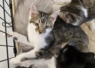 Wanda (bonded to Waylon)