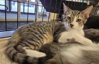 Waylon (bonded to Wanda)