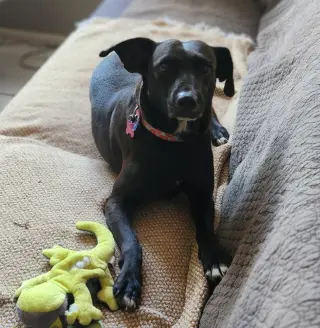Audra