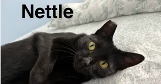 Nettle