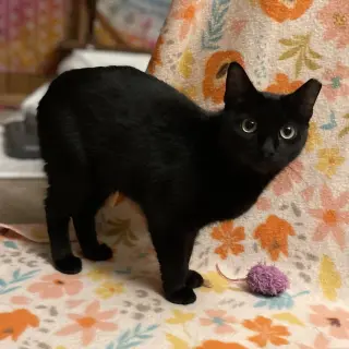 Vanilla Bean