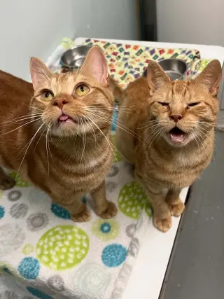 Félix & Wiwi