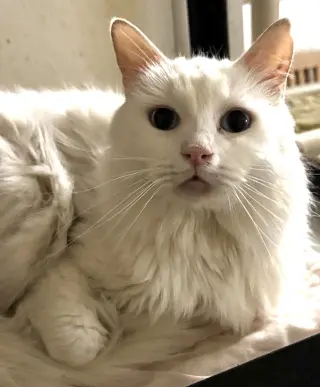 BLU BARRY
