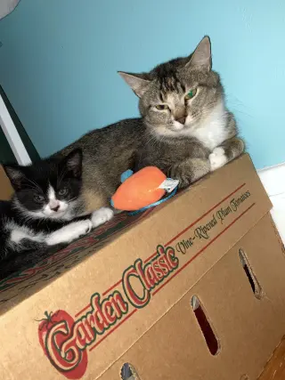 Buttercup aka Blinkie