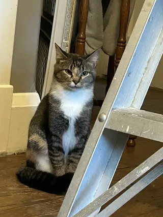 Buttercup aka Blinkie