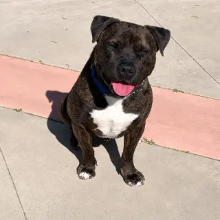 Prancer - Foster or Adopt Me!