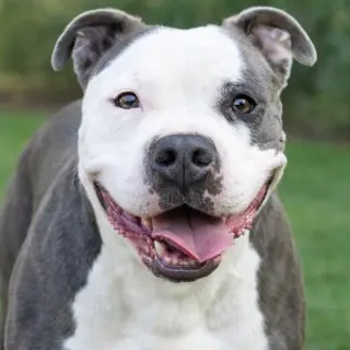 Gale - Adopt Me!