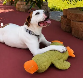 Charlotte - Adopt Me!