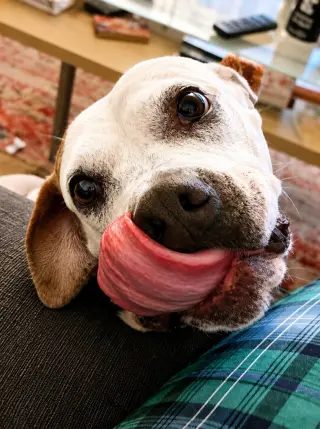 Charlotte - Adopt Me!