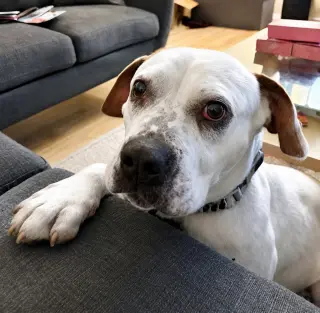 Charlotte - Adopt Me!