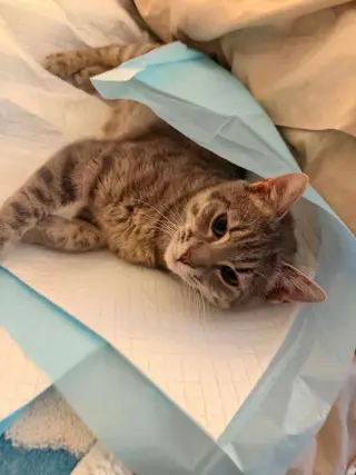 HUXLEY