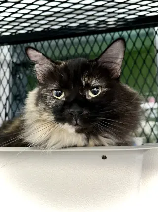 Brownie