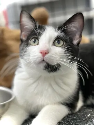 Moo