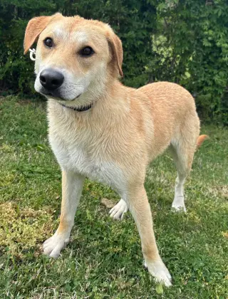 PUPPY GABRIEL