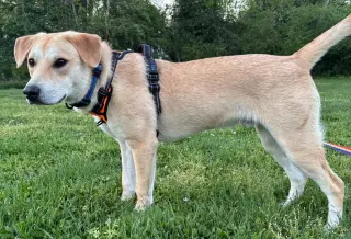 PUPPY GABRIEL