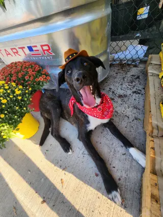 Snuffles